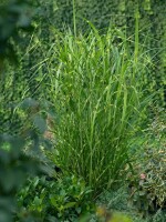 Miscanthus sinensis Zebrinus 11 cm Topf - Größe nach Saison