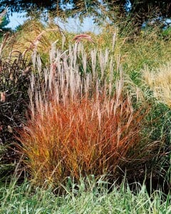 Miscanthus sinensis var.purpurascens 11 cm Topf - Größe nach Saison