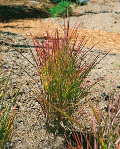 Miscanthus sinensis var.purpurascens 11 cm Topf - Größe nach Saison