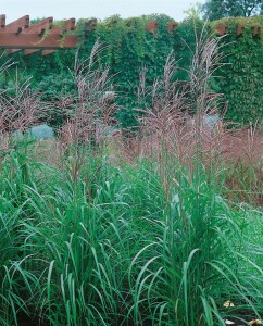 Miscanthus sinensis var.purpurascens 11 cm Topf - Größe nach Saison