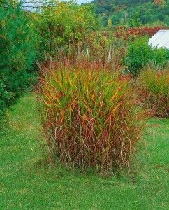 Miscanthus sinensis var.purpurascens 11 cm Topf - Größe nach Saison