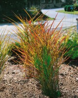 Miscanthus sinensis var.purpurascens 11 cm Topf - Größe nach Saison