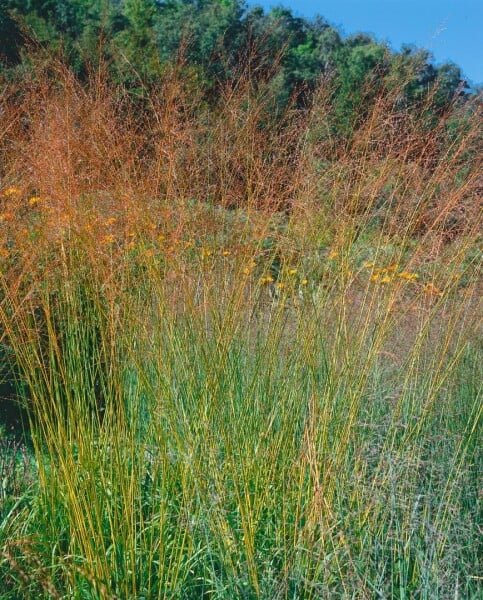 Molinia arundinacea Karl Förster 11 cm Topf - Größe nach Saison