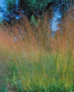 Molinia arundinacea Karl Förster 11 cm Topf - Größe nach Saison