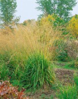 Molinia arundinacea Karl Förster 11 cm Topf - Größe nach Saison