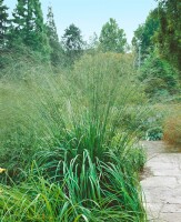 Molinia arundinacea Karl Förster 11 cm Topf - Größe nach Saison