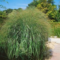 Molinia arundinacea Karl Förster 11 cm Topf - Größe nach Saison