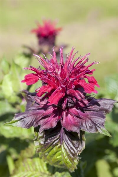 Monarda didyma 11 cm Topf - Größe nach Saison