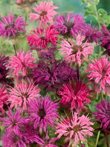 Monarda didyma 11 cm Topf - Größe nach Saison