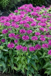 Monarda didyma 11 cm Topf - Größe nach Saison