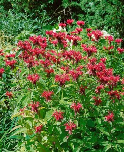 Monarda didyma 11 cm Topf - Größe nach Saison