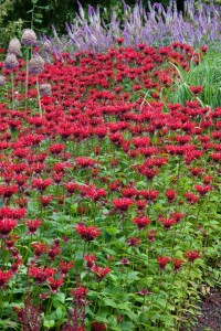 Monarda didyma 11 cm Topf - Größe nach Saison