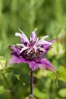 Monarda didyma 11 cm Topf - Größe nach Saison