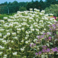 Monarda didyma 11 cm Topf - Größe nach Saison