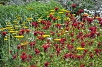 Monarda didyma 11 cm Topf - Größe nach Saison