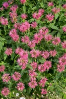 Monarda didyma 11 cm Topf - Größe nach Saison