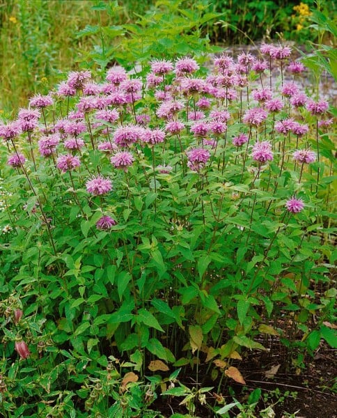 Monarda fistulosa Beauty of Cobham 11 cm Topf - Größe nach Saison