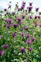 Monarda fistulosa Beauty of Cobham 11 cm Topf - Größe nach Saison