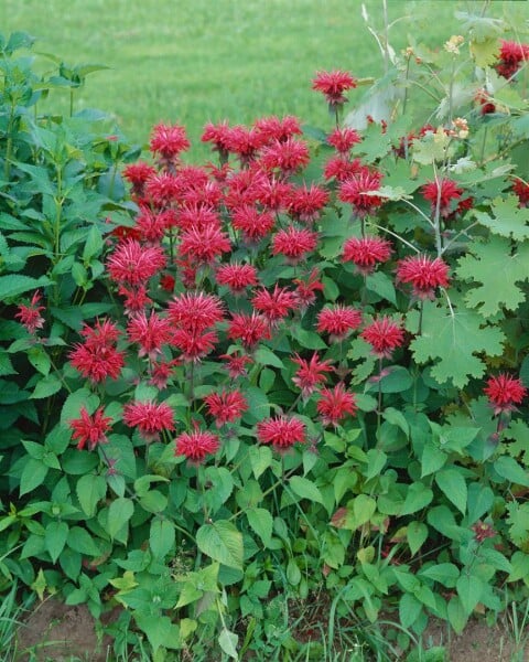 Monarda fistulosa Cambridge Scarlet 11 cm Topf - Größe nach Saison