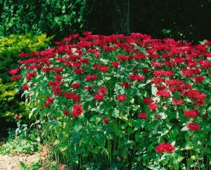 Monarda fistulosa Cambridge Scarlet 11 cm Topf - Größe nach Saison