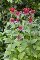 Monarda fistulosa Cambridge Scarlet 11 cm Topf - Größe nach Saison