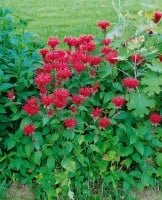 Monarda fistulosa Cambridge Scarlet 11 cm Topf - Größe nach Saison