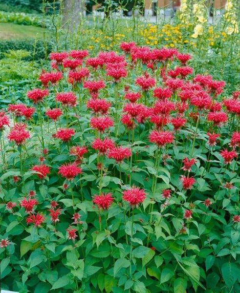 Monarda fistulosa Gardenview Scarlet 11 cm Topf - Größe nach Saison