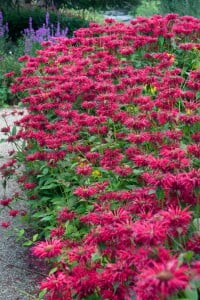 Monarda fistulosa Gardenview Scarlet 11 cm Topf - Größe nach Saison