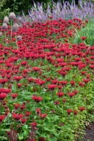 Monarda fistulosa Gardenview Scarlet 11 cm Topf - Größe nach Saison