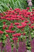 Monarda fistulosa Gardenview Scarlet 11 cm Topf - Größe nach Saison