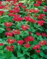 Monarda fistulosa Gardenview Scarlet 11 cm Topf - Größe nach Saison