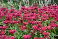 Monarda fistulosa Gardenview Scarlet 11 cm Topf - Größe nach Saison