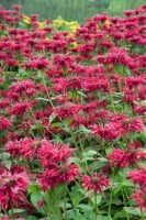 Monarda fistulosa Gardenview Scarlet 11 cm Topf - Größe nach Saison