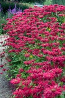 Monarda fistulosa Gardenview Scarlet 11 cm Topf - Größe nach Saison