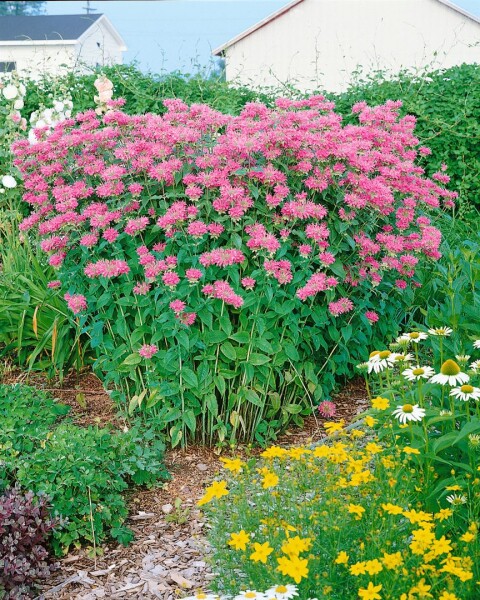 Monarda fistulosa Marshalls Delight 9 cm Topf - Größe nach Saison