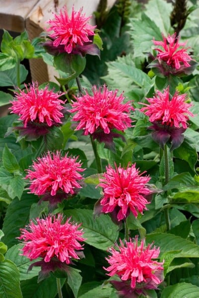 Monarda fistulosa Pink Lace  -R- 11 cm Topf - Größe nach Saison