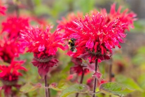 Monarda fistulosa Pink Lace  -R- 11 cm Topf - Größe nach Saison