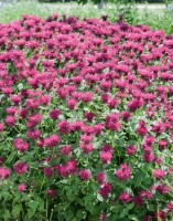 Monarda fistulosa Pink Lace  -R- 11 cm Topf - Größe nach Saison