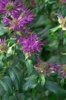 Monarda fistulosa Prärienacht 11 cm Topf - Größe nach Saison