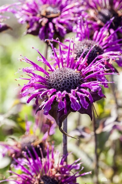 Monarda fistulosa Scorpion 9 cm Topf - Größe nach Saison