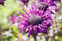 Monarda fistulosa Scorpion 9 cm Topf - Größe nach Saison