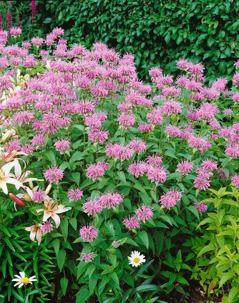 Monarda fistulosa var.menthifolia 9 cm Topf - Größe nach Saison