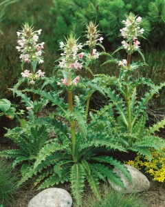 Morina longifolia 11 cm Topf - Größe nach Saison