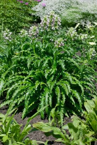 Morina longifolia 11 cm Topf - Größe nach Saison