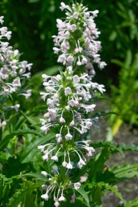 Morina longifolia 11 cm Topf - Größe nach Saison