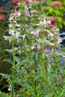 Morina longifolia 11 cm Topf - Größe nach Saison