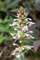 Morina longifolia 11 cm Topf - Größe nach Saison