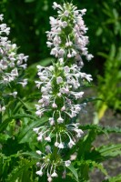 Morina longifolia 11 cm Topf - Größe nach Saison