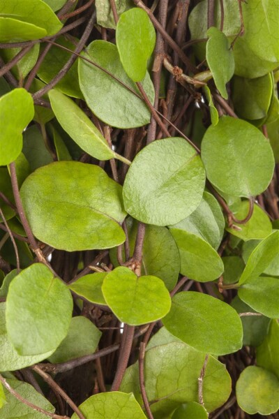 Muehlenbeckia axillaris 9 cm Topf - Größe nach Saison