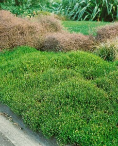 Muehlenbeckia axillaris 9 cm Topf - Größe nach Saison